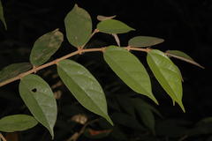 Pterospermum rubiginosum